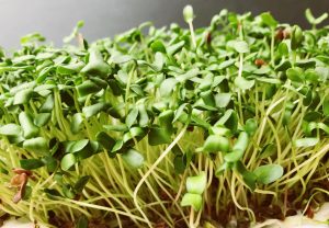 DIY: Leinsamensprossen selbst ziehen (+Rezept!)
